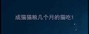 成猫猫粮几个月的猫吃