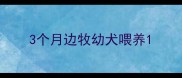 3个月边牧幼犬喂养