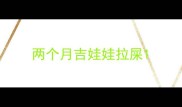 两个月吉娃娃拉屎