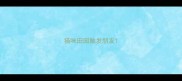 猫咪田园触发朋友