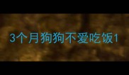 3个月狗狗不爱吃饭
