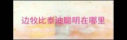 边牧比泰迪聪明在哪里