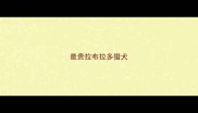 最贵拉布拉多猎犬