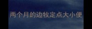 两个月的边牧定点大小便