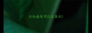 大头金毛可以长多大