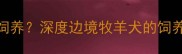 边牧不适合在缅甸饲养深度边境牧羊犬的饲养条件与气候适应性
