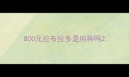 800元拉布拉多是纯种吗