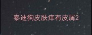 泰迪狗皮肤痒有皮屑