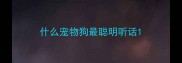 什么宠物狗最聪明听话
