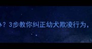 狗狗欺负小狗怎么办3步教你纠正幼犬欺凌行为打造和谐宠物家庭
