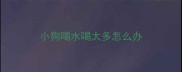 小狗喝水喝太多怎么办