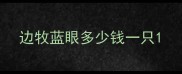 边牧蓝眼多少钱一只