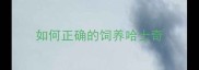 如何正确的饲养哈士奇