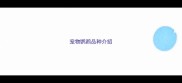 宠物鹦鹉品种介绍