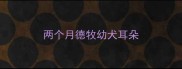 两个月德牧幼犬耳朵