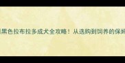 新手必看黑色拉布拉多成犬全攻略从选购到饲养的保姆级指南
