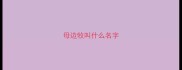 母边牧叫什么名字