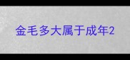 金毛多大属于成年
