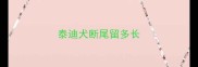 泰迪犬断尾留多长