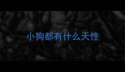 小狗都有什么天性