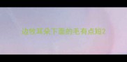 边牧耳朵下面的毛有点短