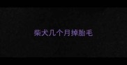 柴犬几个月掉胎毛