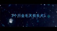 3个月金毛犬有多大