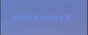 拉布拉多犬为什么耳