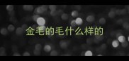 金毛的毛什么样的