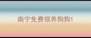 南宁免费领养狗狗