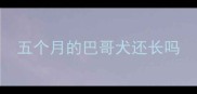 五个月的巴哥犬还长吗