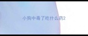 小狗中毒了吃什么药