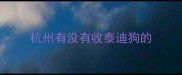 杭州有没有收泰迪狗的