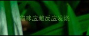 猫咪应激反应发烧