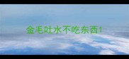 金毛吐水不吃东西
