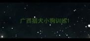广西猎犬小狗训练