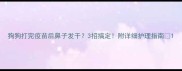 狗狗打完疫苗后鼻子发干3招搞定附详细护理指南