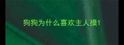 狗狗为什么喜欢主人摸