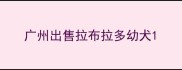 广州出售拉布拉多幼犬