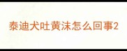 泰迪犬吐黄沫怎么回事