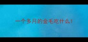 一个多月的金毛吃什么