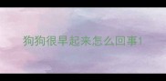 狗狗很早起来怎么回事