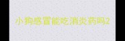 小狗感冒能吃消炎药吗