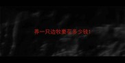 养一只边牧要花多少钱