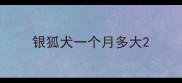 银狐犬一个月多大