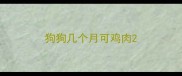 狗狗几个月可鸡肉