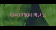 猫咪睡眠时间过长