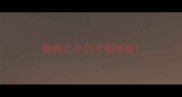 狗狗几个月才有蛋蛋