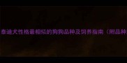 10种与泰迪犬性格最相似的狗狗品种及饲养指南附品种对比