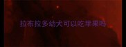 拉布拉多幼犬可以吃苹果吗